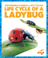 Life_cycle_of_a_ladybug