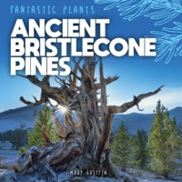 Ancient_Bristlecone_Pines