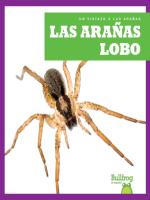 Las_ara__as_lobo__Wolf_Spiders_