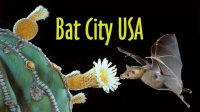 Bat_City_USA