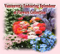 Vancouver_s_Endearing_Splendour_of_Flowers_Collection