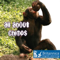 All_About_Chimps