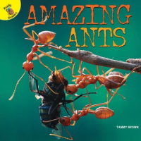 Amazing_ants