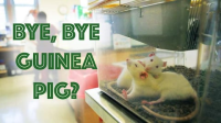 Bye_Bye_Guinea_Pig_-_Alternatives_to_Animal_Testing
